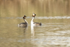 Great Crested Grebes Courtship Dance