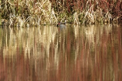 Moorhen