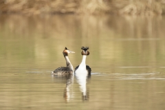 Great Crested Grebes Courtship Dance