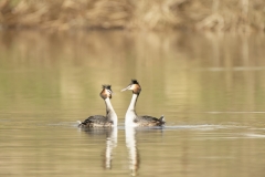 Great Crested Grebes Courtship Dance