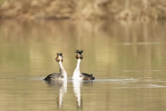 Great Crested Grebes Courtship Dance