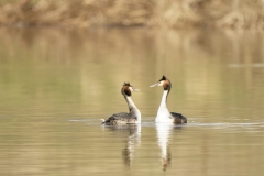 Great Crested Grebes Courtship Dance