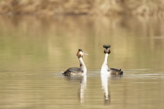 Great Crested Grebes Courtship Dance