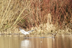 Gull and Great Crested Grebes