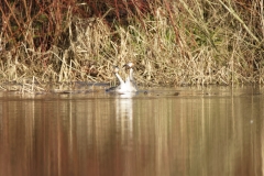 Great Crested Grebes Courtship Dance