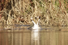 Great Crested Grebes Courtship Dance