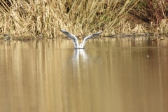 Gull Landing on Lake