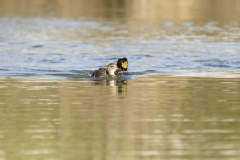 Three Ducks in a Row