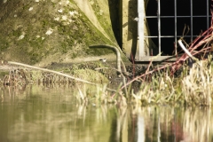 Grey Wagtail in Distance