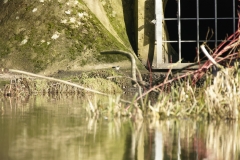 Grey Wagtail in Distance