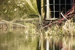 Grey Wagtail