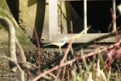 Grey Wagtail