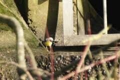 Grey Wagtail