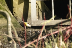 Grey Wagtail