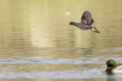 Moorhen in Flight