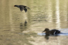 Moorhen in Flight