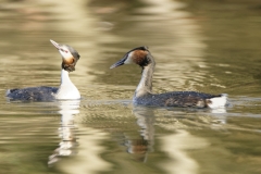 Great Crested Grebes Courtship Dance Closeup