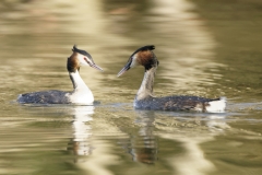 Great Crested Grebes Courtship Dance Closeup