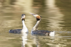 Great Crested Grebes Courtship Dance Closeup