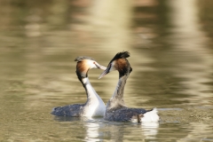 Great Crested Grebes Courtship Dance Closeup