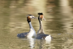 Great Crested Grebes Courtship Dance Closeup