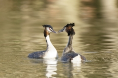 Great Crested Grebes Courtship Dance Closeup