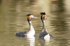 Great Crested Grebes Courtship Dance Closeup