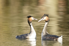 Great Crested Grebes Courtship Dance Closeup