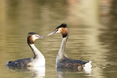 Great Crested Grebes Courtship Dance Closeup