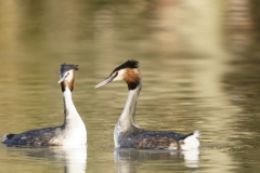 Great Crested Grebes Courtship Dance Closeup