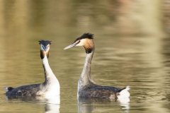 Great Crested Grebes Courtship Dance Closeup