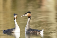 Great Crested Grebes Courtship Dance Closeup