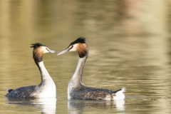 Great Crested Grebes Courtship Dance Closeup