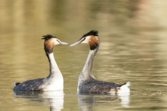 Great Crested Grebes Courtship Dance Closeup