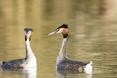 Great Crested Grebes Courtship Dance Closeup