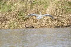 Grey Heron in Flight