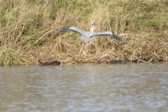 Grey Heron in Flight