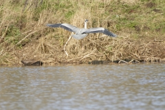 Grey Heron in Flight