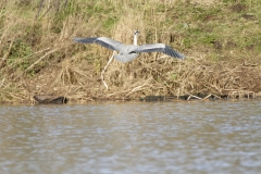 Grey Heron in Flight