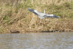 Grey Heron in Flight