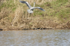 Grey Heron in Flight