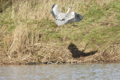 Grey Heron in Flight