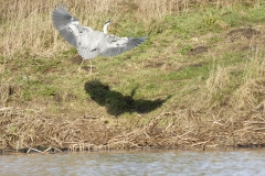 Grey Heron in Flight