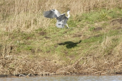 Grey Heron in Flight