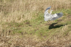 Grey Heron in Flight