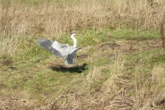 Grey Heron in Flight