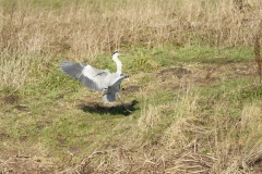 Grey Heron in Flight