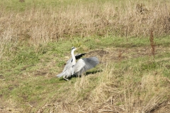 Grey Heron in Flight