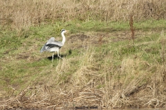 Grey Heron in Flight