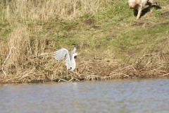 Grey Heron Fleeing (please keep dogs under control)